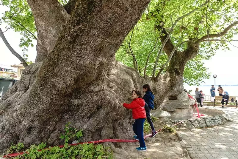 Golyazi koyu tarihi cinar agaci