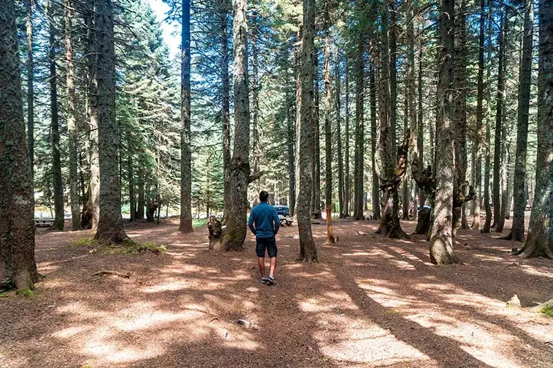 Uludag sarialan orman ici yuruyus
