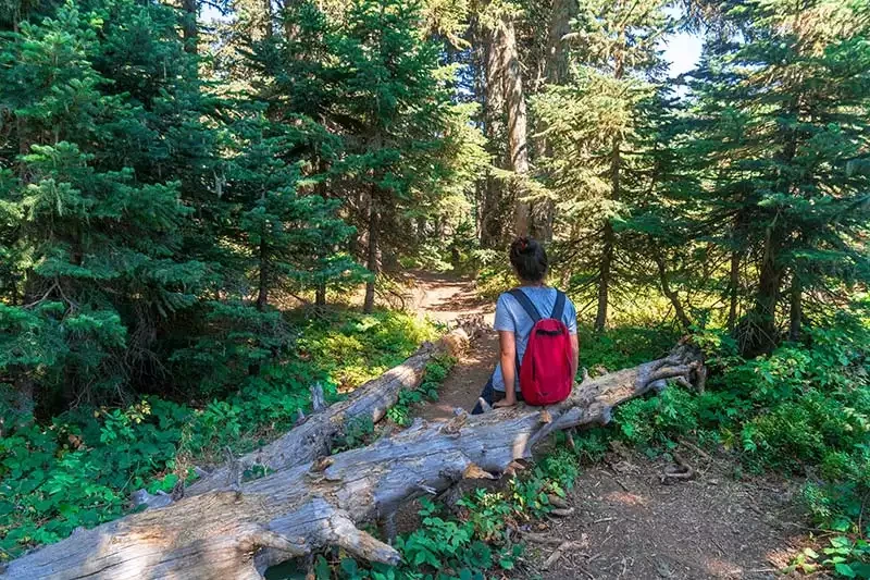 Uludag softabogan selalesi orman yolu