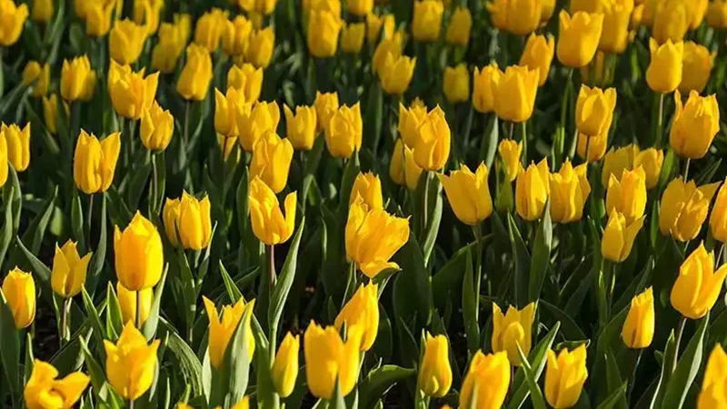 Emirgan korusu lale en iyi zaman