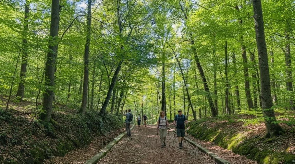 Belgrad ormani ne yapilir