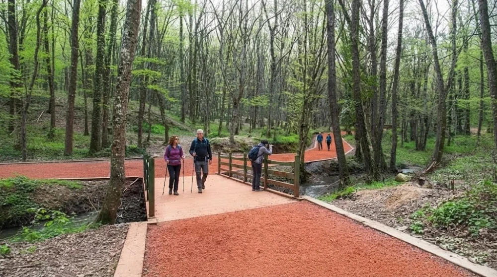 Belgrade Forest Travel Guide: Picnic Areas, Hiking Trails, and Entrance Fee