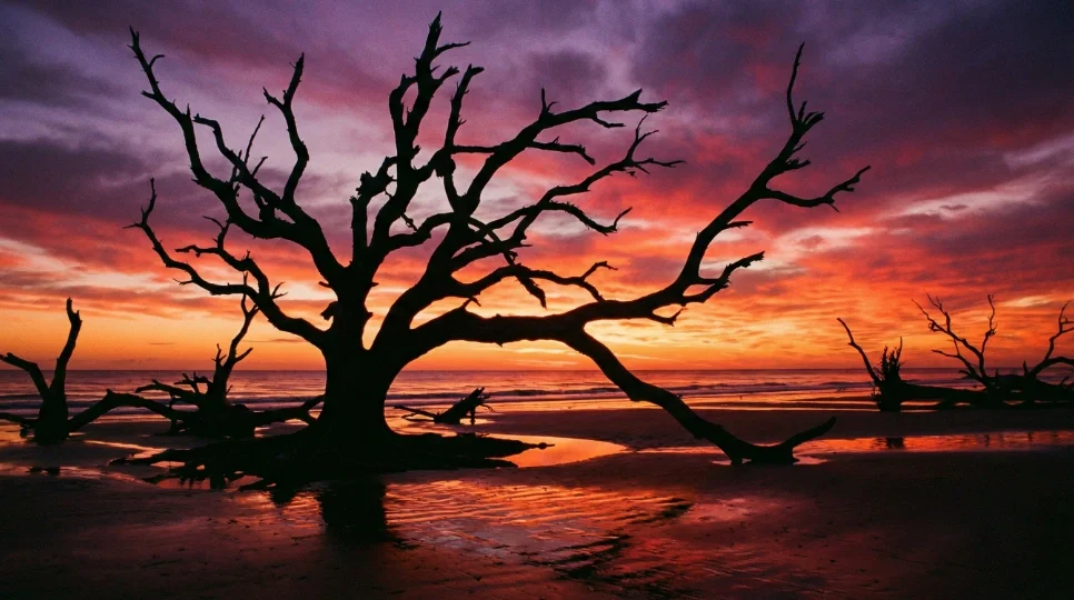 Driftwood Beach Guide: Best Time for Photos, Tides & Weddings