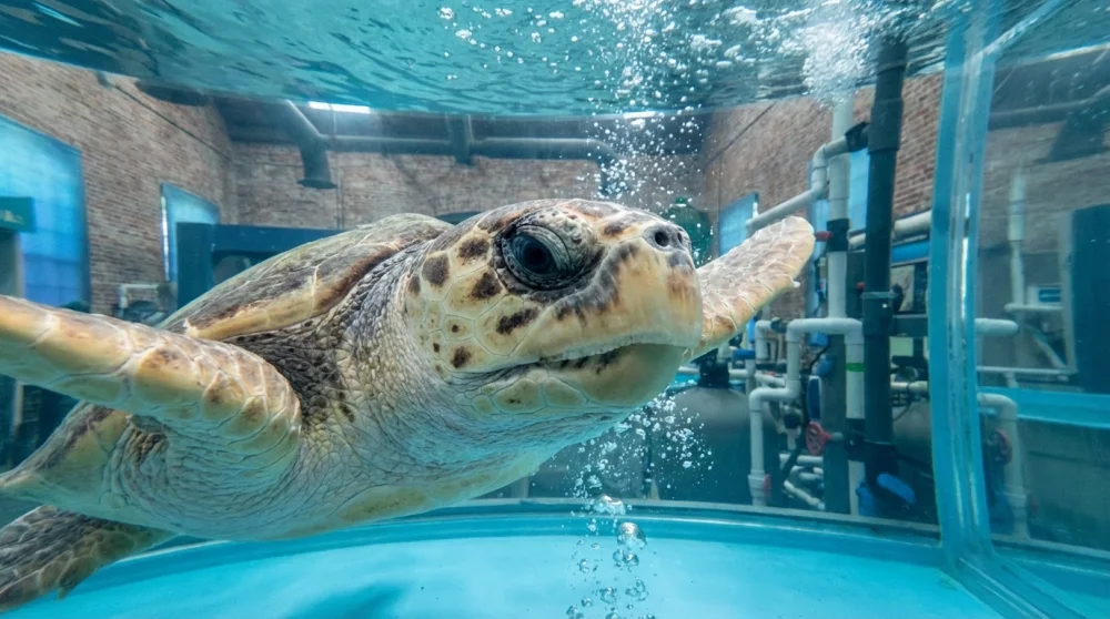 Visiting Georgia Sea Turtle Center: Tickets, Feeding Times & Tips