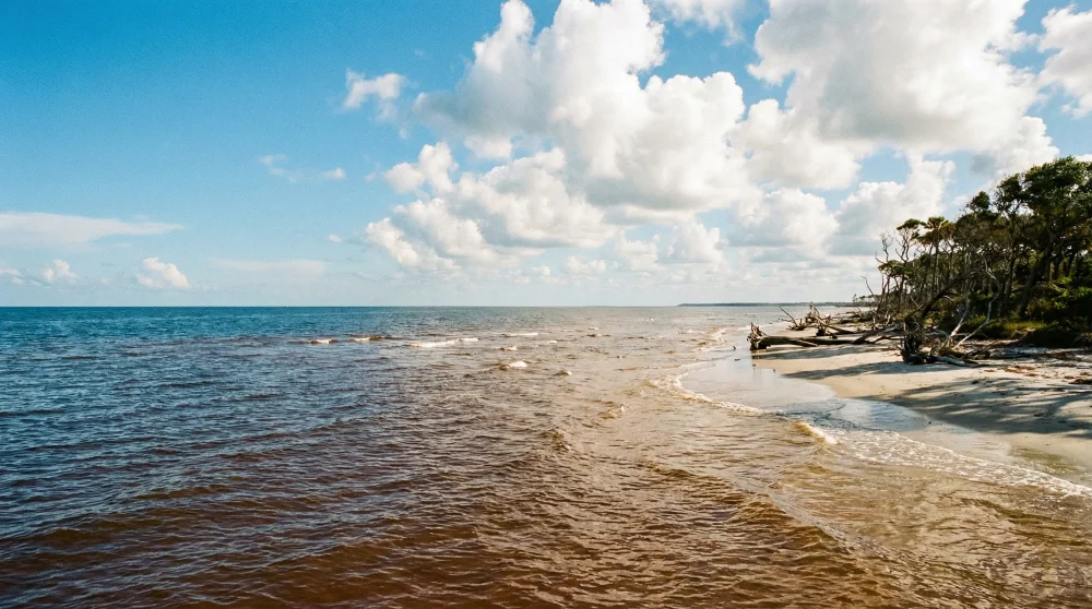 7 Best Jekyll Island Beaches: Swimming, Shelling & Pet Rules Guide