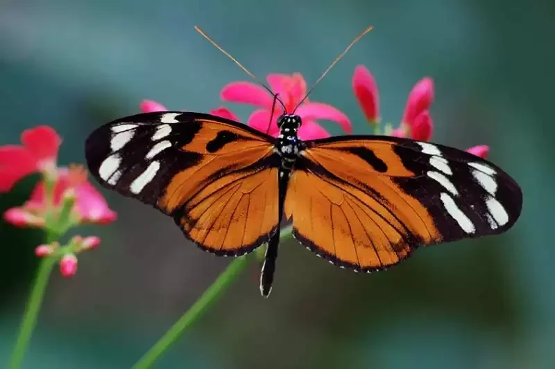 Key West Butterfly and Nature Conservatory: Tickets, Hours & Best Time to Visit 2026