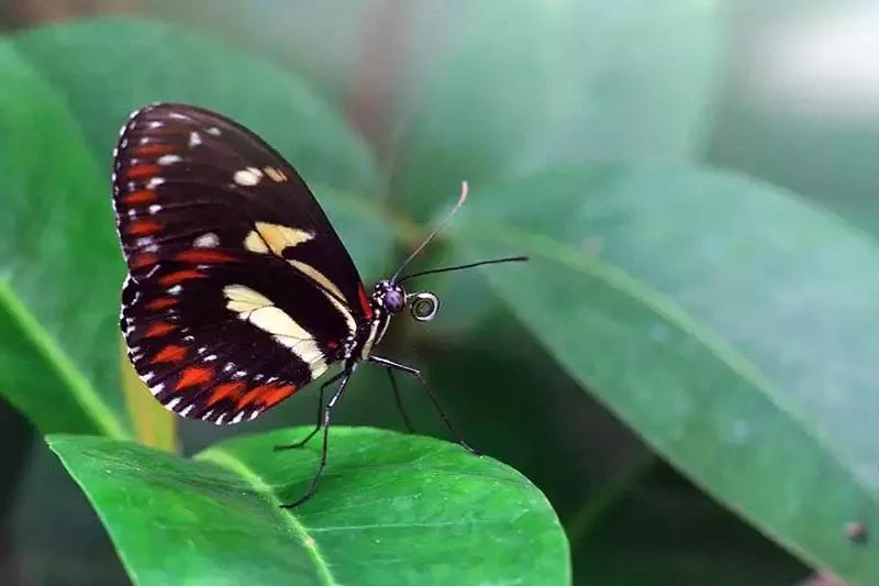 Key west butterfly and nature conservatory prices