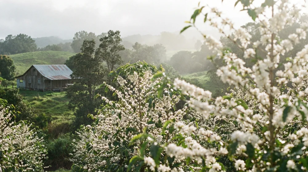 Kona coffee farms plantation