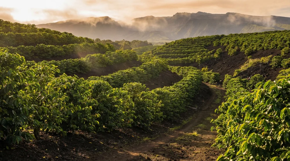 Kona coffee farms things to do