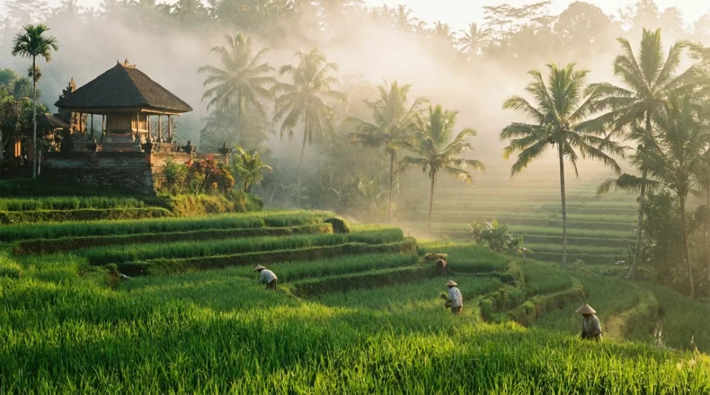 Bali endonezya pirinc tarlalari manzarasi