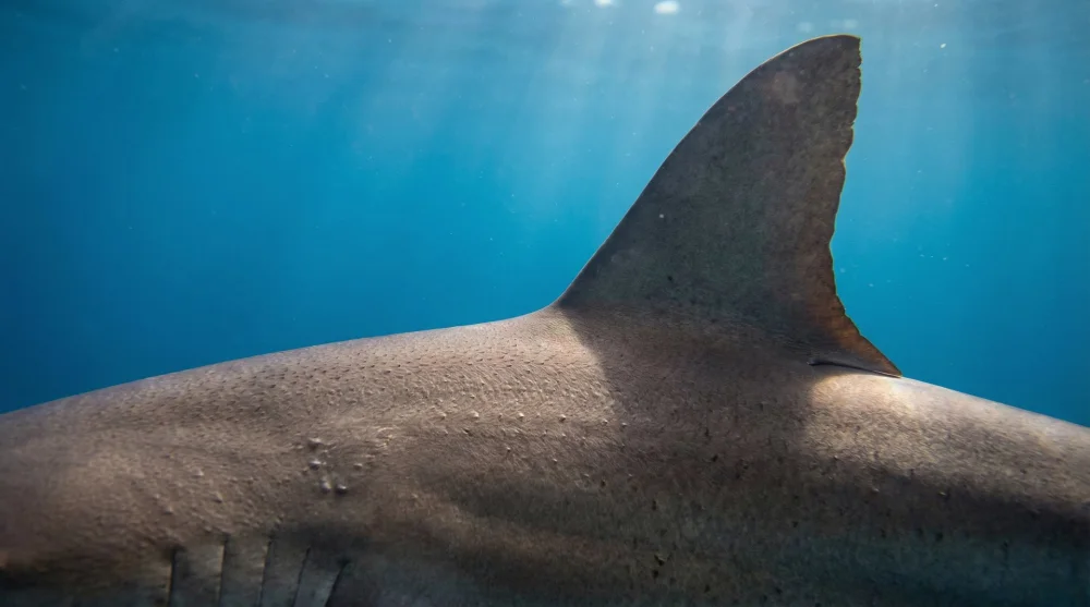Detailed close-up of a Galapagos shark swimming in the clear blue waters of the Pacific Ocean