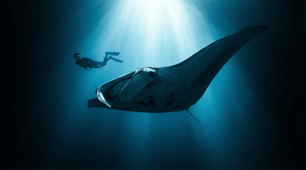 Giant Manta Ray swimming near the surface at night illuminated by dive lights in Kona