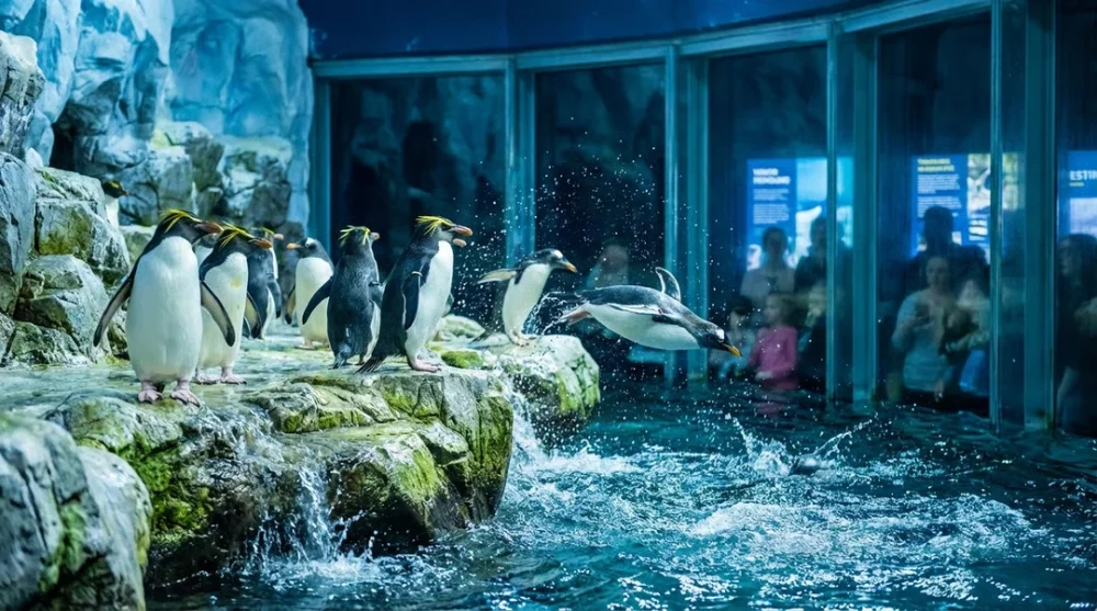 Penguins rock exhibit chattanooga aquarium