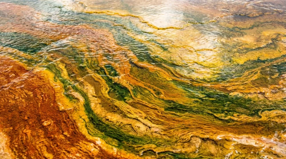 Yellowstone bacterial mats orange texture