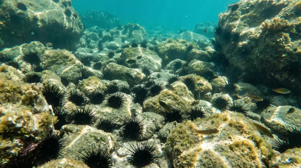 Cennet Koyu sığ sularındaki kayalık zemin &uuml;zerinde bulunan siyah deniz kestaneleri