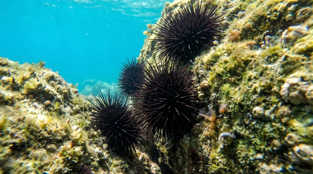 Kayalık deniz zemininde bulunan siyah deniz kestaneleri