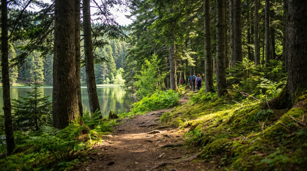 G&ouml;lc&uuml;k Tabiat Parkı g&ouml;l &ccedil;evresindeki &ccedil;am ağa&ccedil;ları arasındaki y&uuml;r&uuml;y&uuml;ş yolu