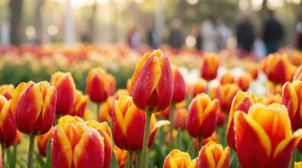 Lale festivali zamanı G&ouml;ztepe Parkı'nda a&ccedil;an kırmızı ve sarı laleler