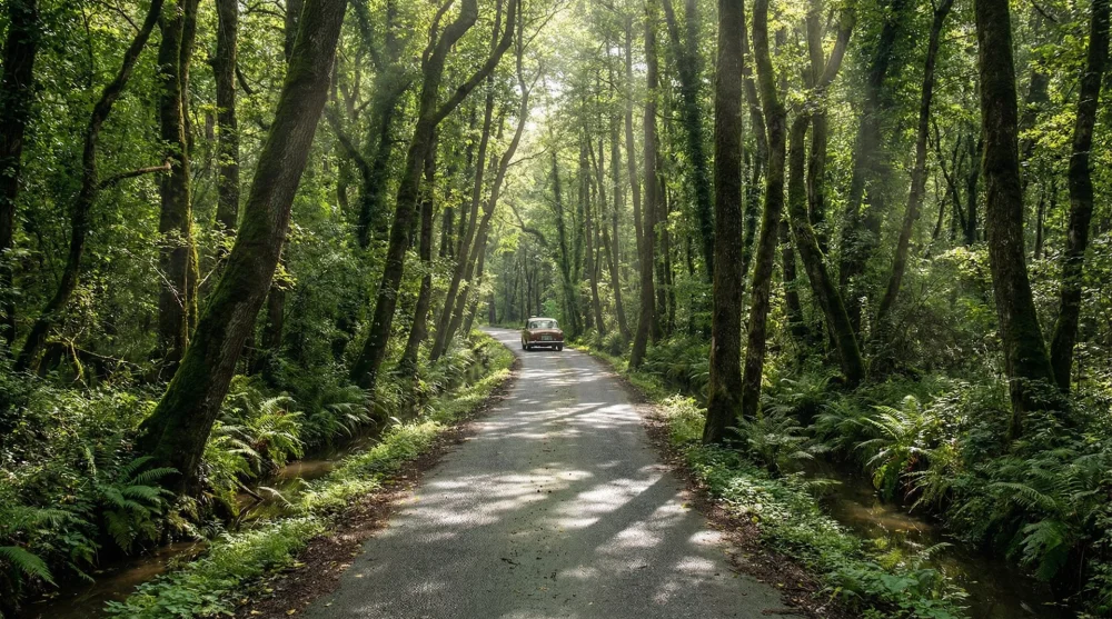 İğneada longoz ormanları arasından Beğendik k&ouml;y&uuml;ne giden yeşil ağa&ccedil;lı asfalt yol