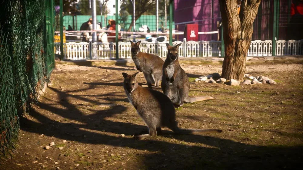 Kecioren evcil hayvanlar parki neler var