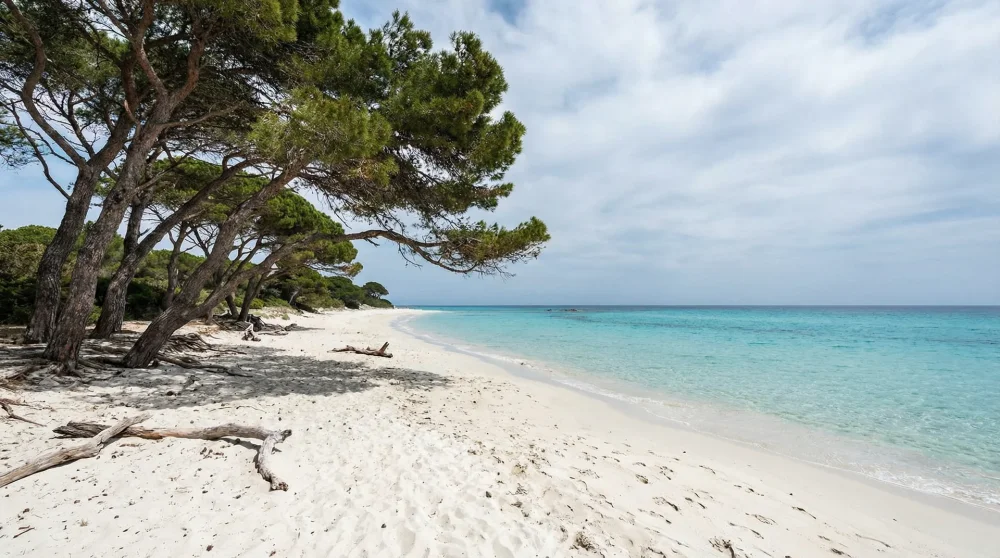 Şezlong veya herhangi bir tesisin bulunmadığı, &ccedil;am ağa&ccedil;ları ve kumsaldan oluşan bakir Yassıca Ada sahili