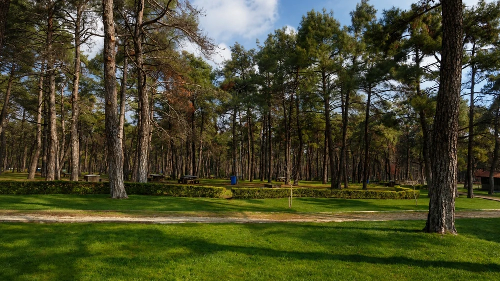 Çamlık Parkı çam ormanında piknik masaları
