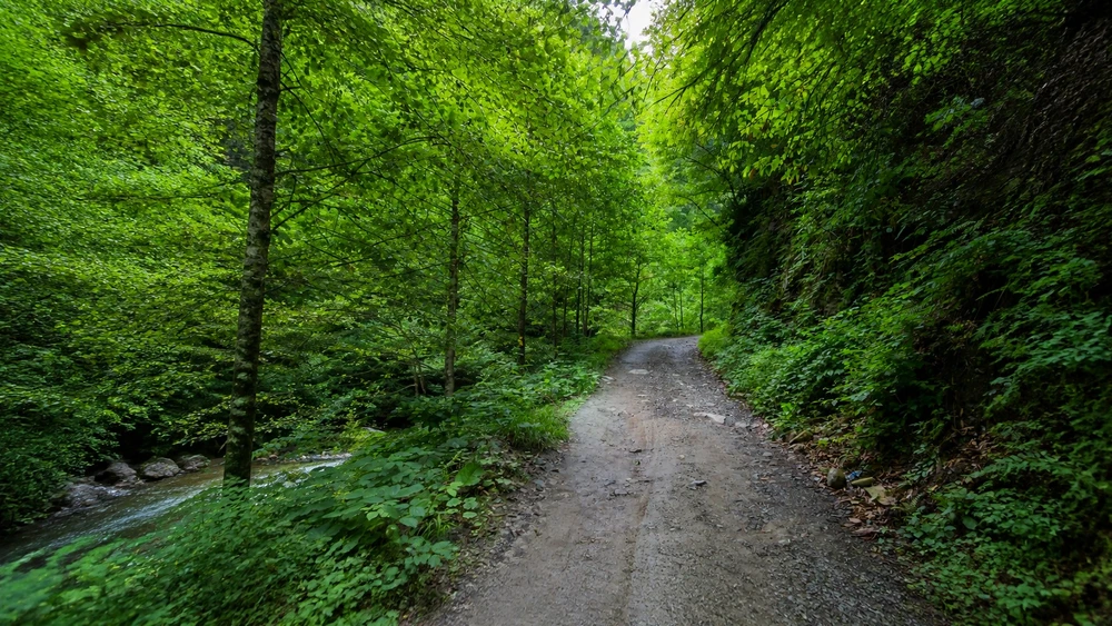 Palovit Şelalesi yakınında dere boyunca uzanan yeşil orman yolu