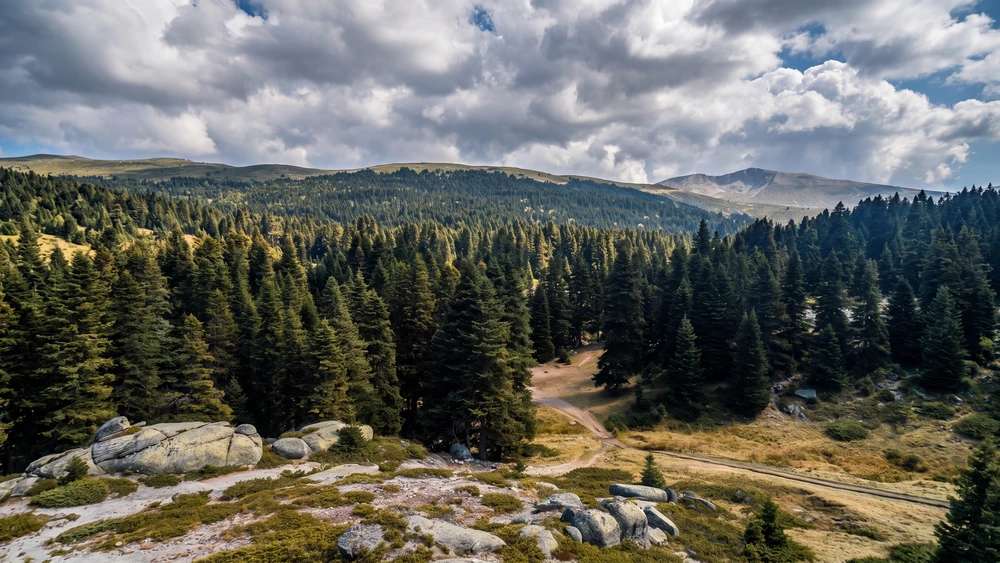 Softaboğan Şelalesi'ne inen sık çam ormanı vadisinin panoramik görünümü