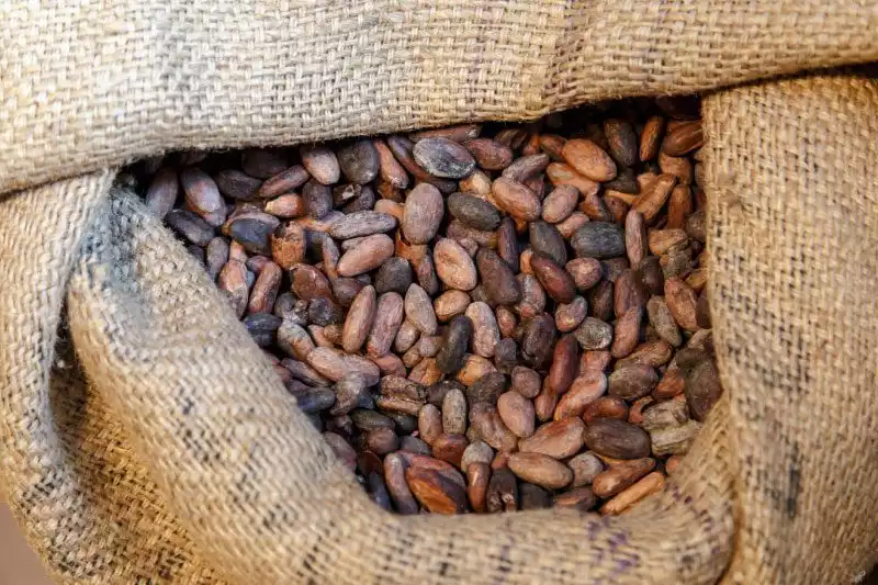 Cikolata Muzesi Kakao Cekirdekleri