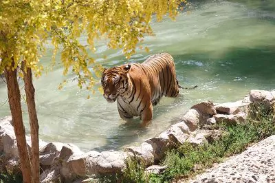 Gaziantep Hayvanat Bahçesi: Türkiye'nin En Büyük Doğal Yaşam Parkı