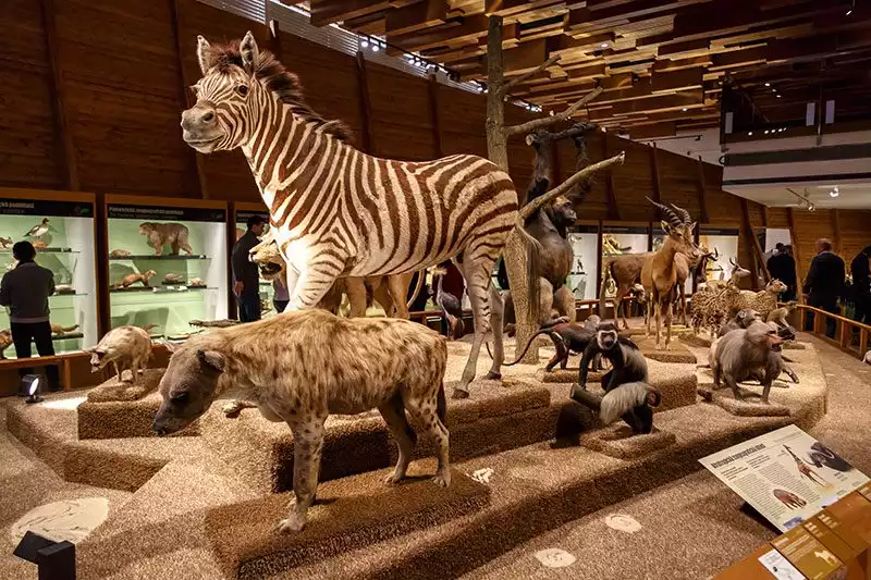 Prag Ulusal Muze Vahsi Hayvanlar