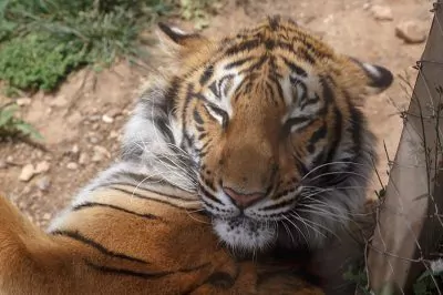 Antalya Hayvanat Bahçesi: Vahşi Doğa ile Mükemmel Bir Buluşma