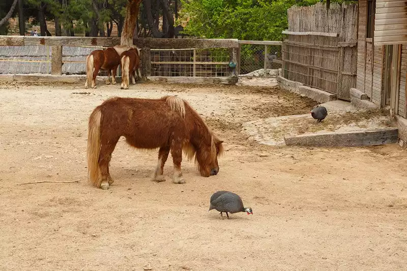 Antalya Hayvanat Bahcesi Midilli Atlari