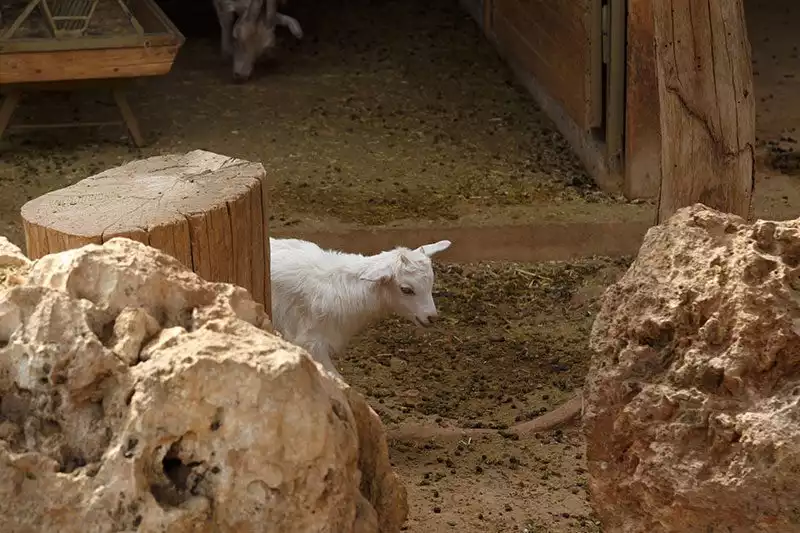 Antalya Hayvanat Bahcesi Yavru Keci