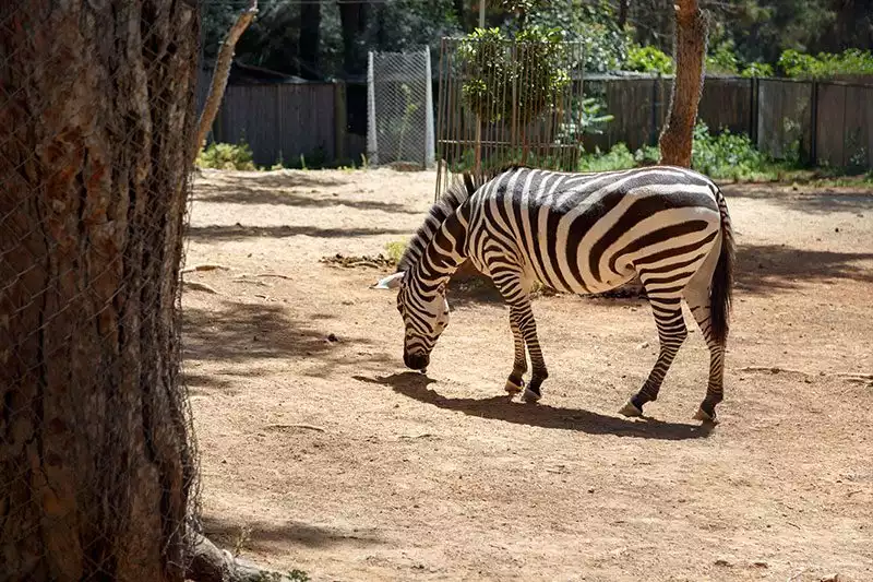 Antalya Hayvanat Bahcesi Zebra