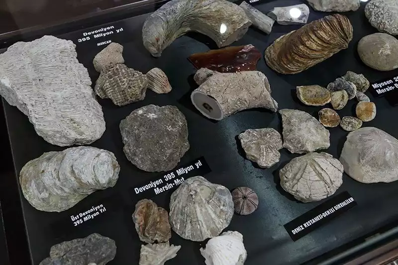 Mersin Arkeoloji Muzesi Fosiller