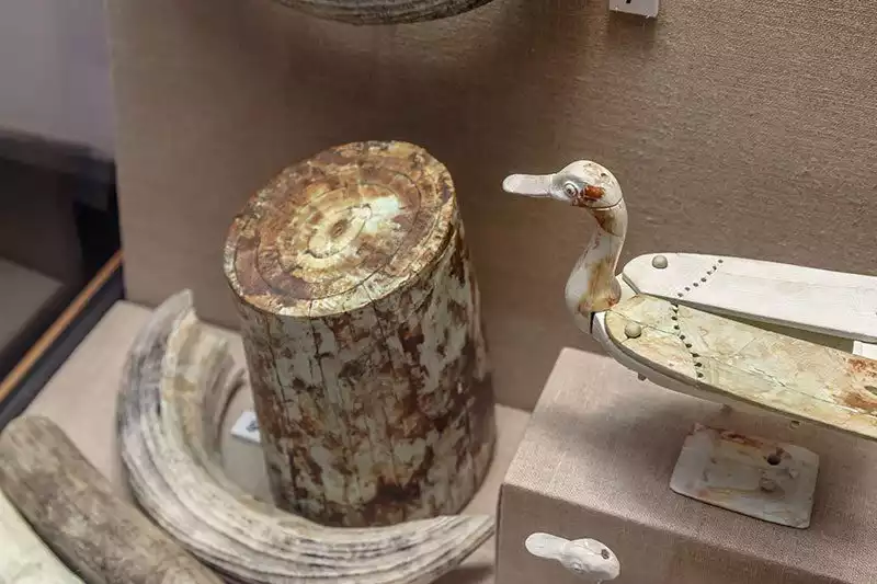 Bodrum Sualti Arkeoloji Muzesi Uluburun Batigi Agaci