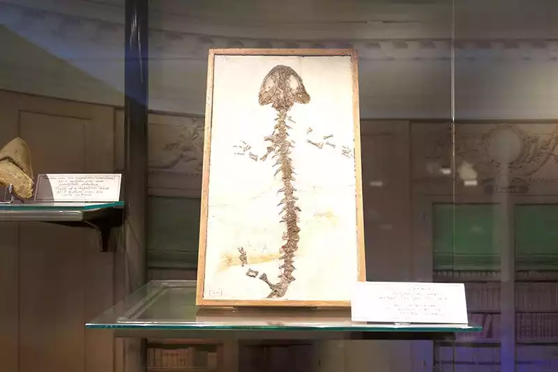 Amsterdam Nemo Bilim Muzesi Arkeolojik Fosil