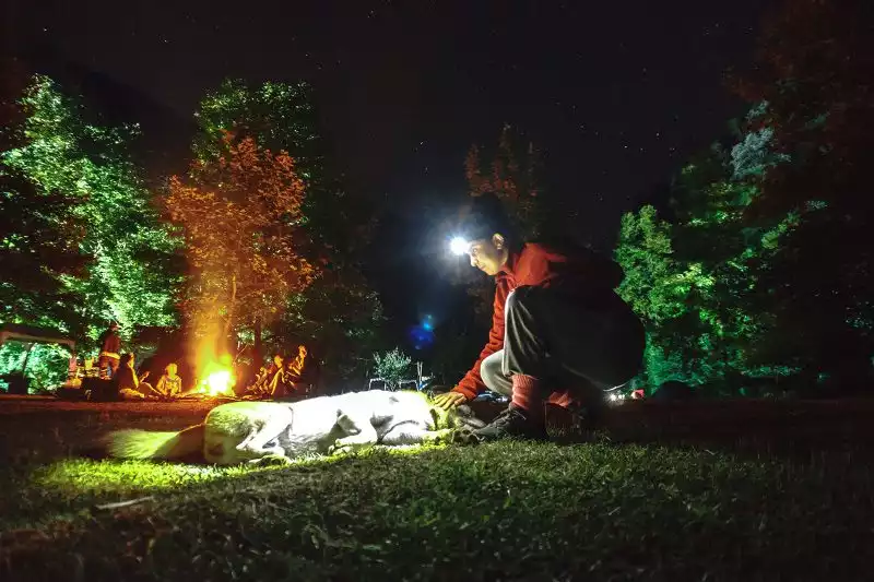 Duzce Simsirlik Kamp Alani Kopek Gece Cekimi