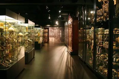 Museum Vrolik: Place For The Worlds Most Unusual Specimens